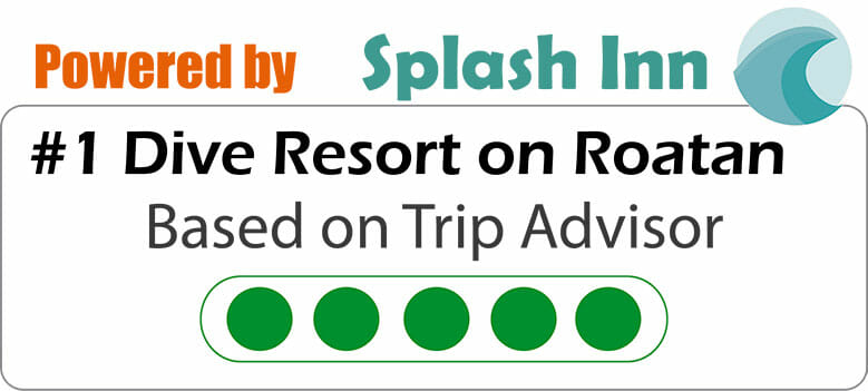 sticker-tripadvisor-n-1